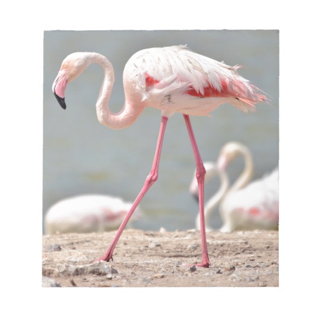 Flamingo walking on ground notepad (Front)