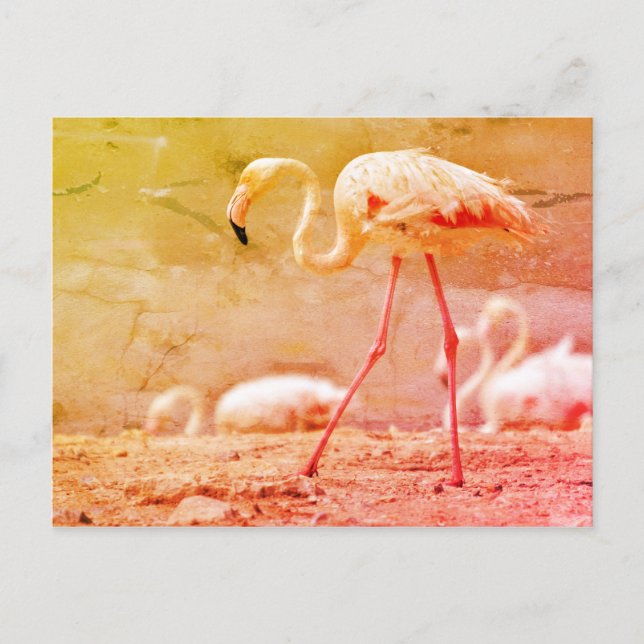 Flamingo walking on ground postcard (Front)