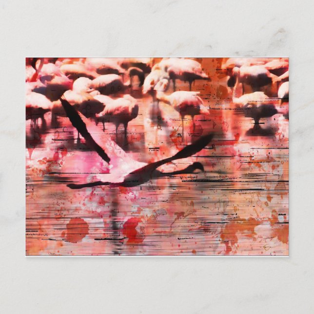 Flamingo Wisdom Postcard (Front)