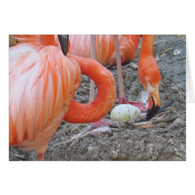 Flamingo with Egg (Front Horizontal)