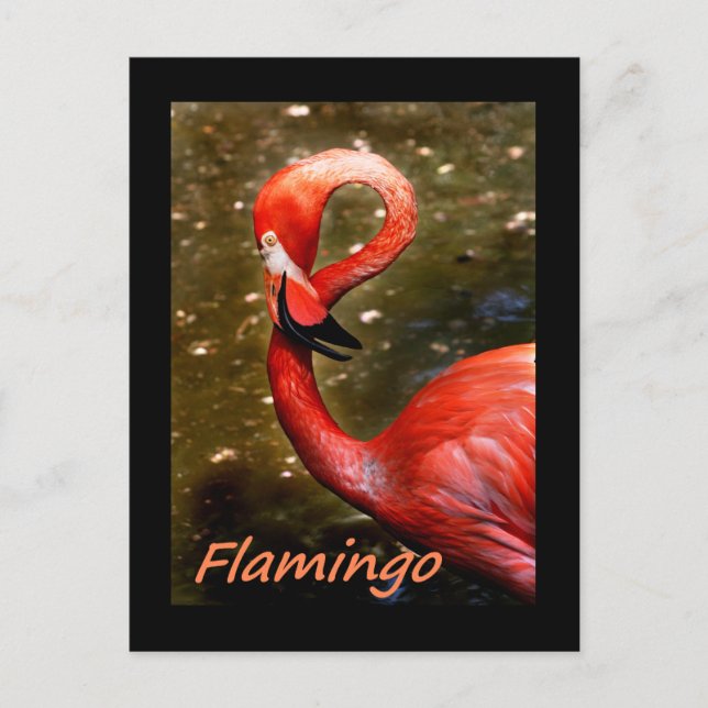 Flamingo with "flamingo" pink text postcard (Front)