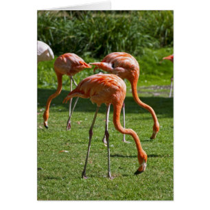 Flamingos