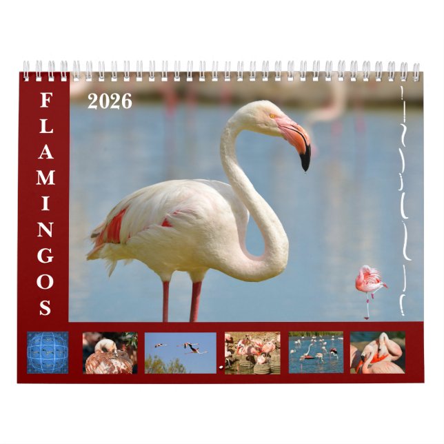 Flamingos 12 month calendar (Cover)