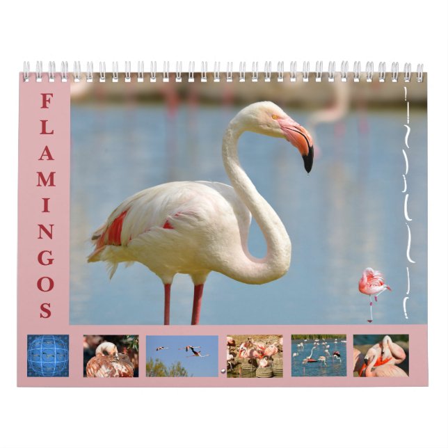 Flamingos 12 month calendar (Cover)