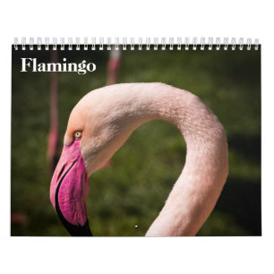 Flamingos 2026 calendar