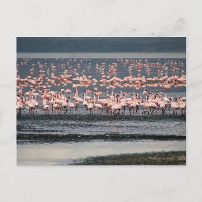 Flamingos at Lake Nakuru in Kenya Postcard (Front)