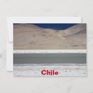 Flamingos at Salar del Huasco, Chile Card