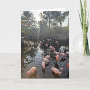 Flamingos at Sunrise Greeting Card