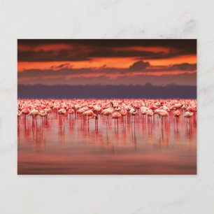 Flamingos at Sunset Postcard