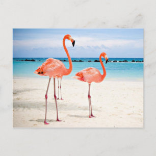 Flamingos at the beach postcard