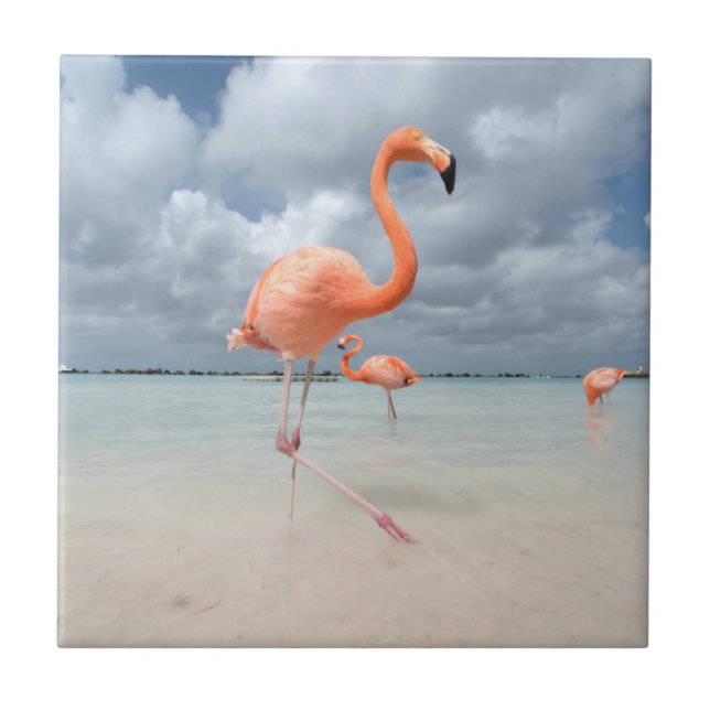 Flamingos Beach Aruba Ceramic Tile (Front)