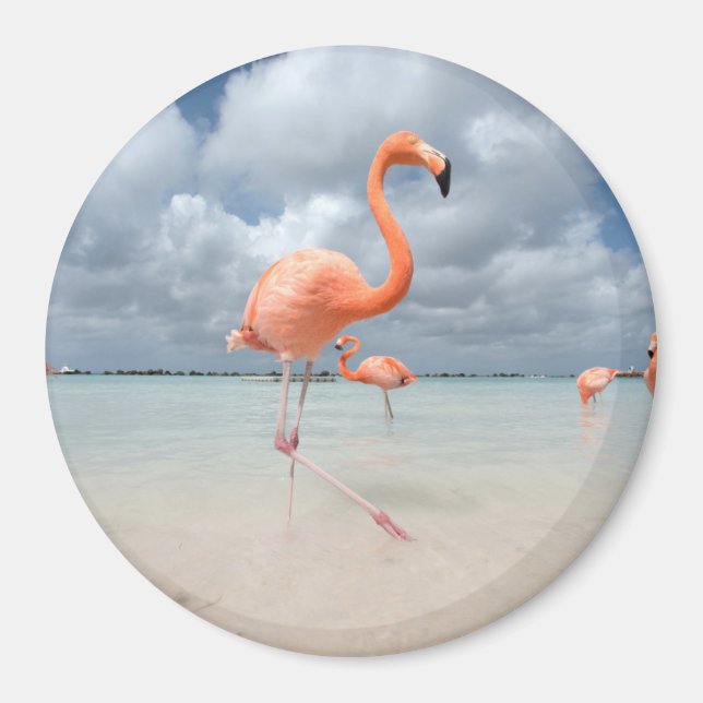 Flamingos Beach Aruba Magnet (Front)