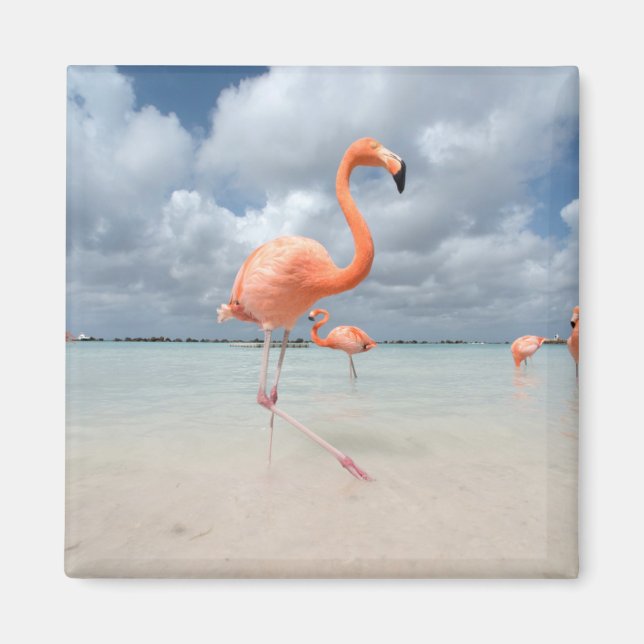 Flamingos Beach Aruba Magnet (Front)