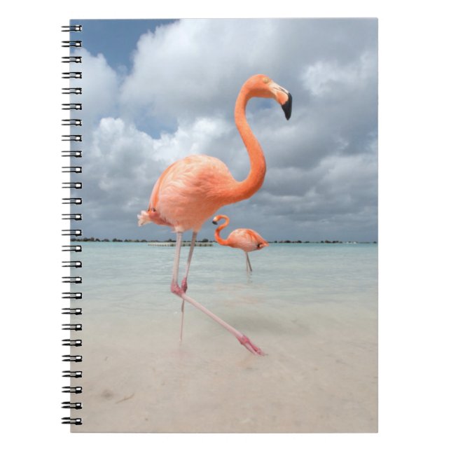 Flamingos Beach Aruba Notebook (Front)