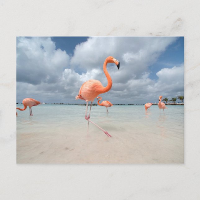 Flamingos Beach Aruba Postcard (Front)