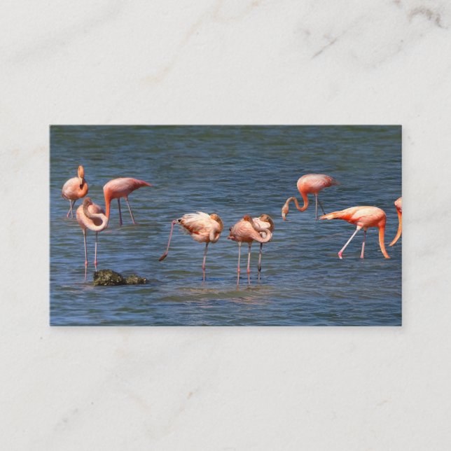 Flamingos Business Card (Front)