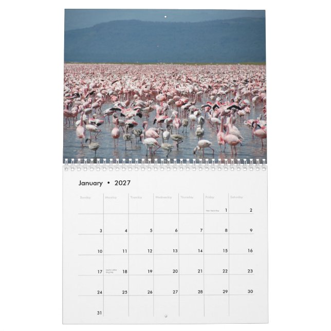Flamingos Calendar (Jan 2027)