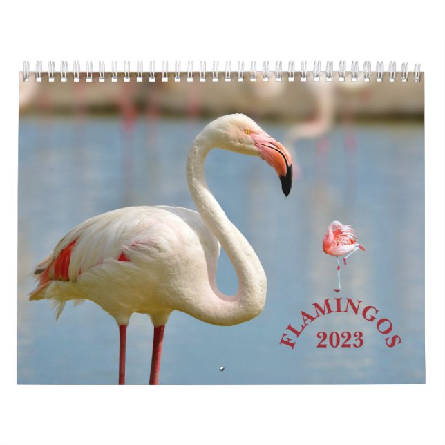 Flamingos calendar (Cover)