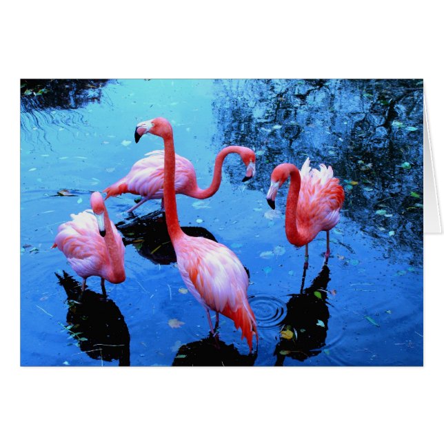 Flamingos dancing (Front Horizontal)
