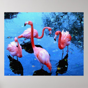 Flamingos Dancing Poster