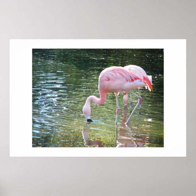Flamingo's Drink Poster (Front)