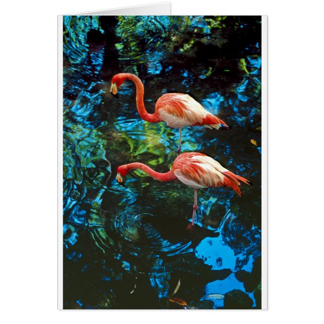 Flamingos FL (Front)