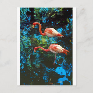 Flamingos FL Postcard