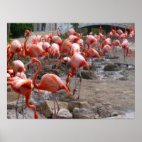 Flamingos Flamingoes Pink Wading Birds