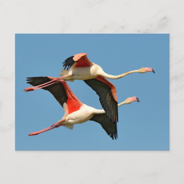 Flamingos in flight postcard (Front)