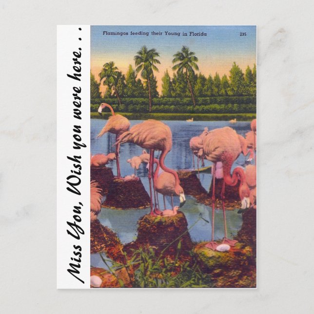 Flamingos in Florida Postcard (Front)
