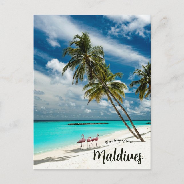 Flamingos in Maldives Postcard (Front)