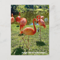 Flamingos, Jungle Gardens, Sarasota Florida