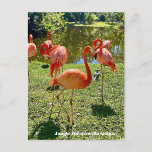 Flamingos, Jungle Gardens, Sarasota Florida Holiday Postcard