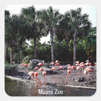 Flamingos, Miami, Florida Square Sticker