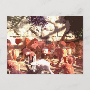 Flamingos - Now That's Pink! (Cartoon Cutout) Postcard