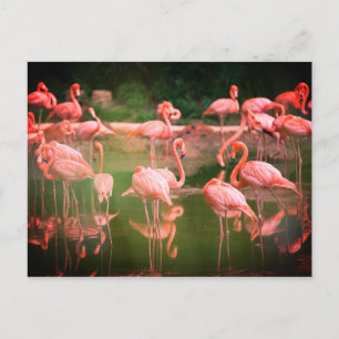 Flamingos Pink Postcard