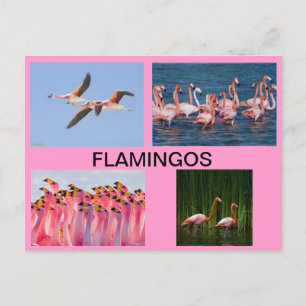 FLAMINGOS POST CARD