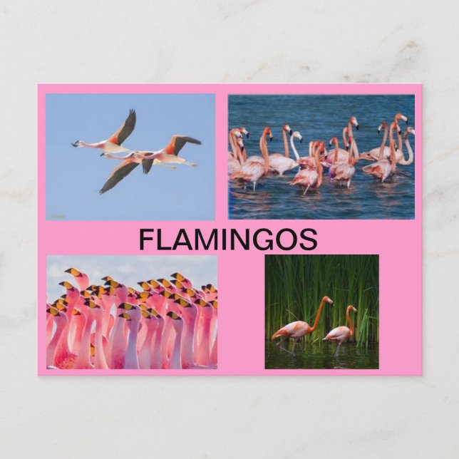 FLAMINGOS POST CARD (Front)
