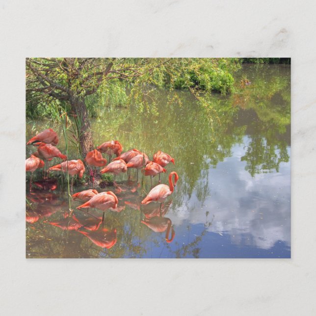 Flamingos. Postcard (Front)