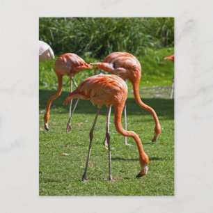 Flamingos Postcard
