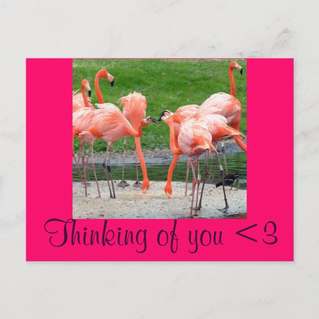 Flamingos Postcard (Front)