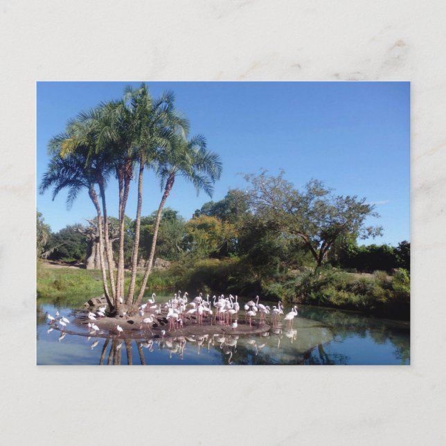 Flamingos Postcard (Front)