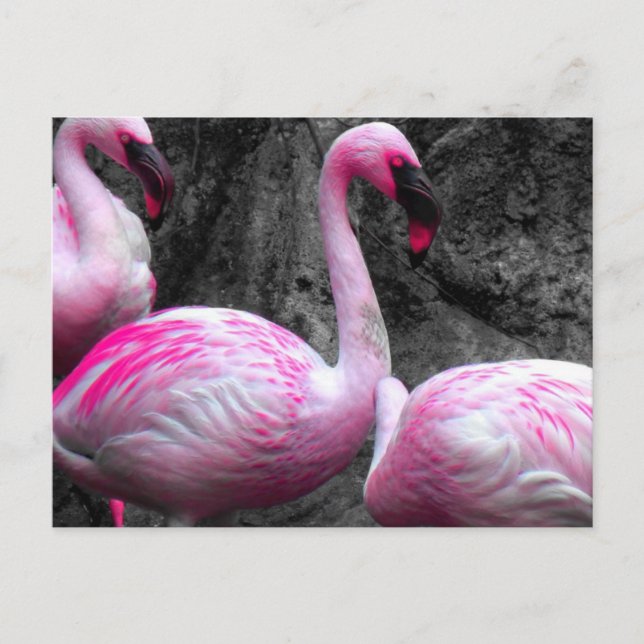~Flamingos~ POSTCARD (Front)