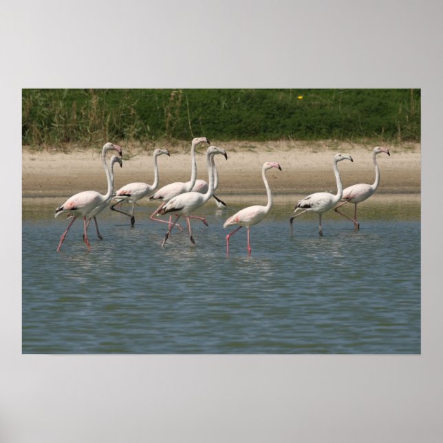 Flamingos Poster (Front)