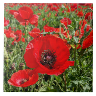 Flanders Poppy Ceramic Tile