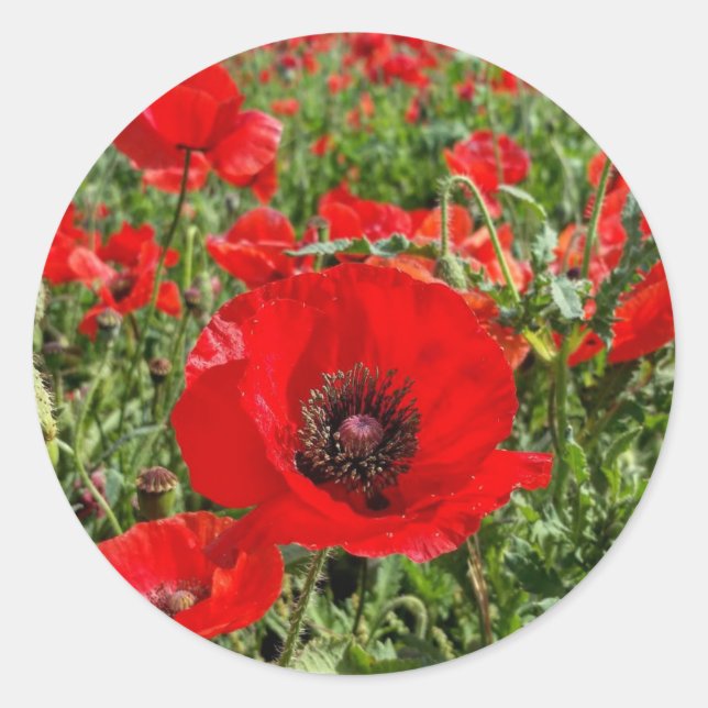 Flanders Poppy Sticker (Front)