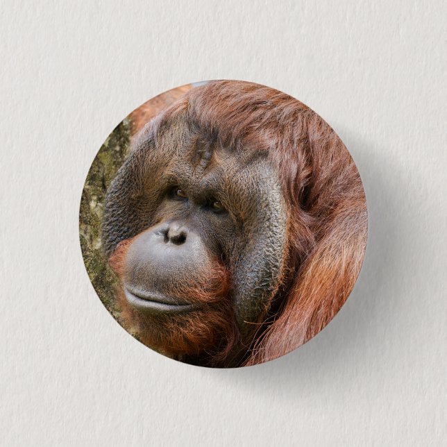 Flanged male orangutan 3 cm round badge (Front)