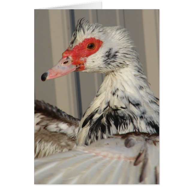 Flap Your Wings (Front)