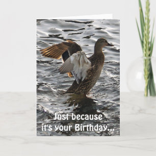 Flapping Mallard Duck Funny Birthday Card