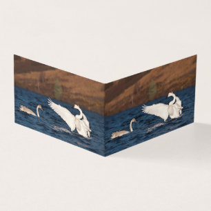 Flapping Swan